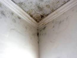 Why You Should Choose Our Mold Remediation Services in Ely, MN