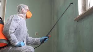 Ely, MN Mold Removal Company